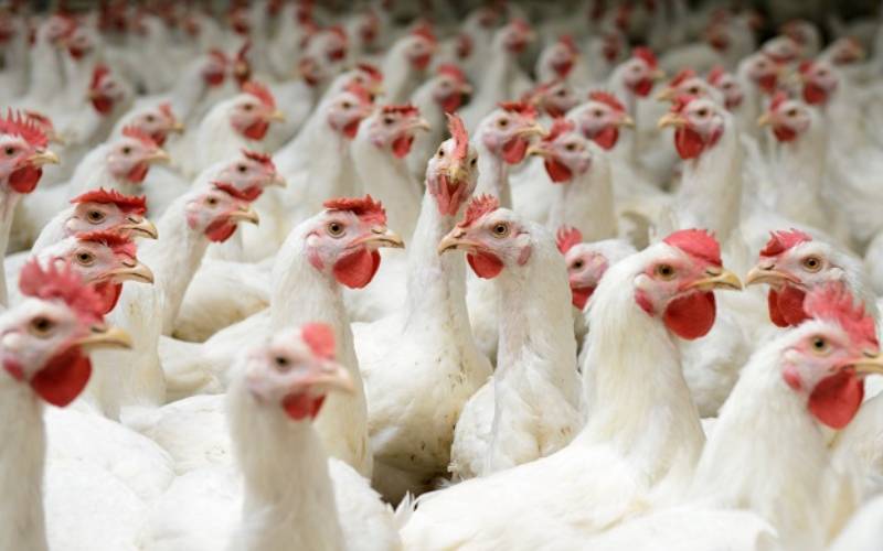 South Africa announces first Avian Influenza vaccination